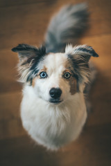 Mini Australian Shepherd