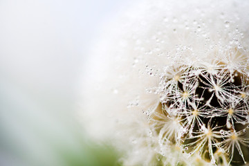 Beautiful water drops on a dandelion, among the mountains in the fog. Macro in nature.