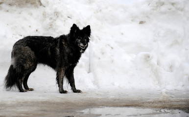 chien en hiver