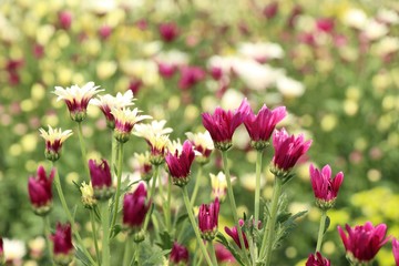 Obraz na płótnie Canvas Chrysanthemums flower is beautiful in the garden
