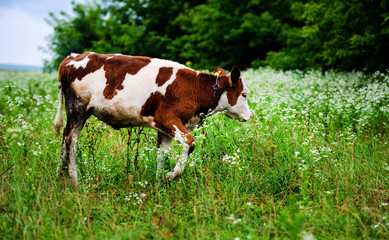 Fototapeta na wymiar Cows grazing on a green field