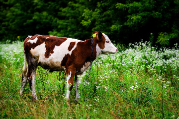 Fototapeta na wymiar Cows grazing on a green field