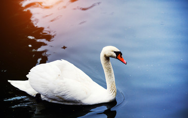 Naklejka premium Beautiful young swans in lake