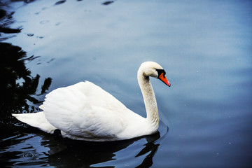 Beautiful young swans in lake