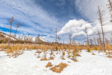 Landscape with forest affected by wind calamity. The coming spring in High Tatras National Park, Slovakia, Europe.