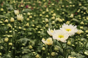 Chrysanthemums flower is beautiful in the garden