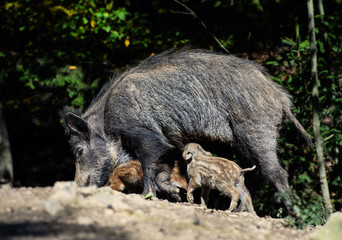 Wild boar in forest