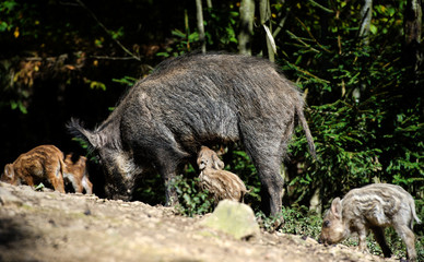 Wild boar in forest