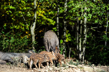 Wild boar in forest