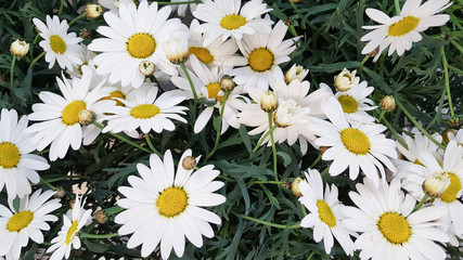 Lovely blossom daisy flowers green white yellow background