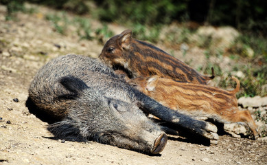 Wild boar in forest