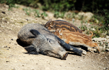 Wild boar in forest