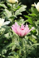 Chrysanthemums flower is beautiful in the garden