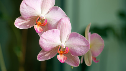 Phalaenopsis flower bloom