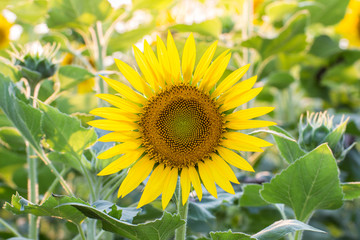 Beautiful of sunflower Field blooming,flowers beauty
