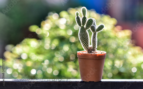 Cactus Plant In The Pot With Bokeh Background Stock Photo