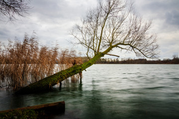 a tree leaning into the lake with clouds in the sky