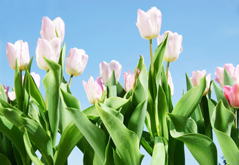 Fr&uuml;hling, Ostern, Tulpen, Himmel, Textraum