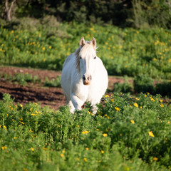 Obraz na płótnie Canvas white horse in a green meadow