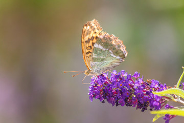 Fototapeta na wymiar Vanessa cardui, the painted lady colorful butterfly on flower in close-up view.