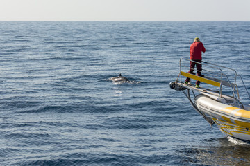 Marine biologist doing research and photographing whales.