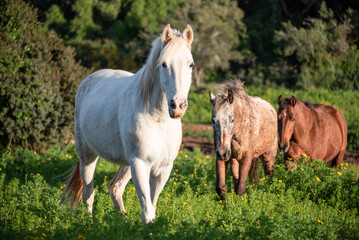 three horses walking in a green meadow