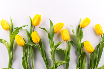 Beautiful yellow tulips on a white background plased in row flat lay, top view, copy space