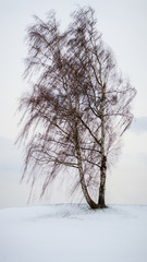 Fototapeta na wymiar a lonely tree in winter scenery