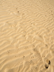 Spuren im Wüstensand