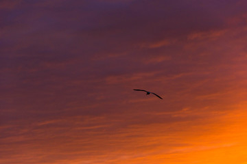 Fototapeta na wymiar Bird flying in the sunset