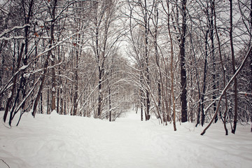 Snowy forest and drifts in the forest