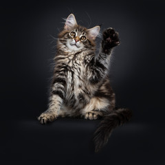 Fototapeta na wymiar Cute classic black tabby Maine Coon cat kitten, sitting facing front. Looking up / above lens with brown eyes. Isolated on black background. Front paws high in air for playing.