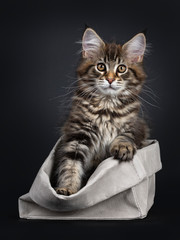 Cute classic black tabby Maine Coon cat kitten, sitting in grey paper bag. Looking straight at lens with brown eyes. Isolated on black background. Front paws on edge of bag.