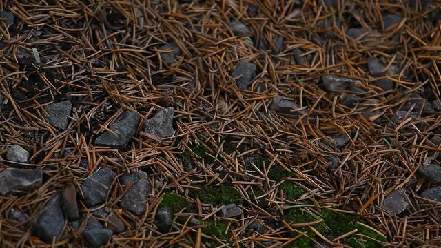 spring forest background hd footage nobody 