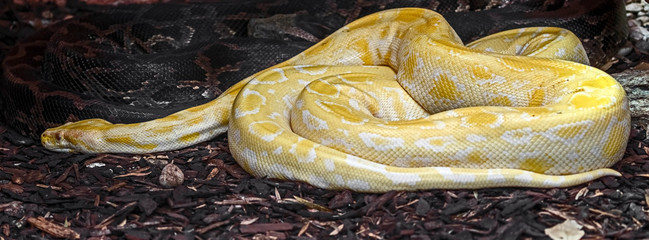 Burmese python. Latin name - Python molurus bivittatus - obrazy, fototapety, plakaty