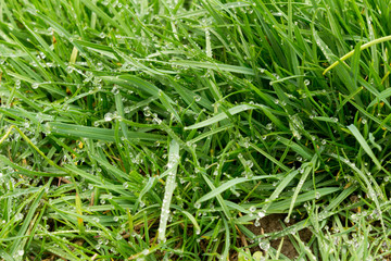 Morning dew on the green succulent grass, and the sun illuminates its warm rays.