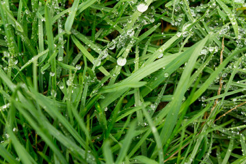 Morning dew on the green succulent grass, and the sun illuminates its warm rays.