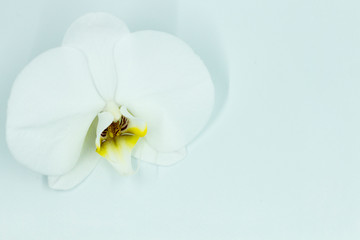 White orchid phalaenopsis on white background. Copy space