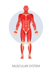 Muscular system isolated human body anatomy muscles