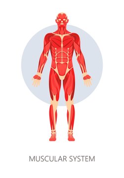 Muscular system isolated human body anatomy muscles