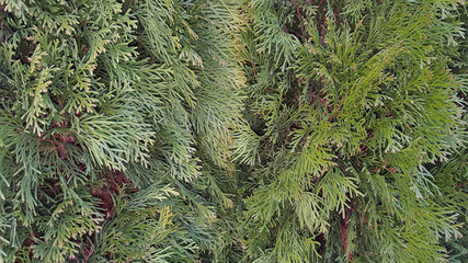 Detailed Christmas closeup tree branches green background
