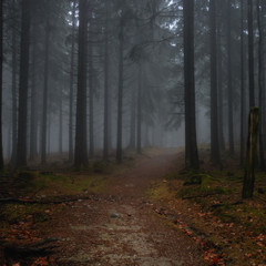 a path leading into the dark forest