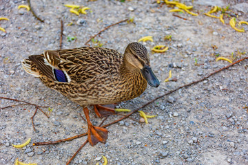 ente
