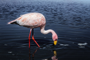 James' flamingo