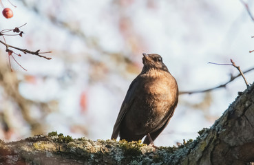 Amsel im sonnigen Baum