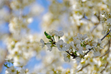 Spring in bloom