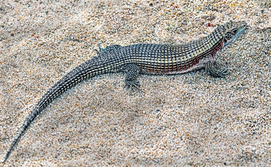 Giant plated lizard. Latin name - Gerrhosaurus validus