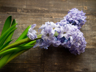 gentle blooming hyacinths
