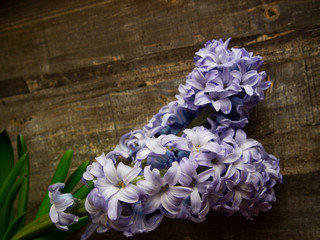 gentle blooming hyacinths