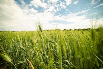 Field of green wheat landscape beautiful sky agriculture